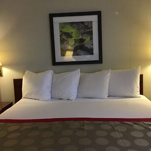 Superior King Suite